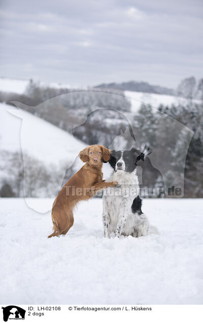 2 dogs / LH-02108
