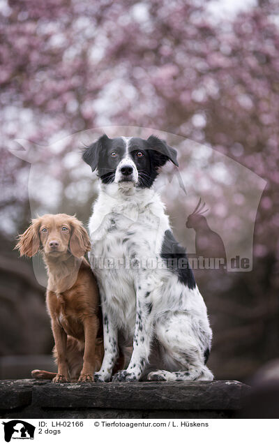 2 Hunde / 2 dogs / LH-02166