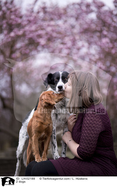 2 Hunde / 2 dogs / LH-02188