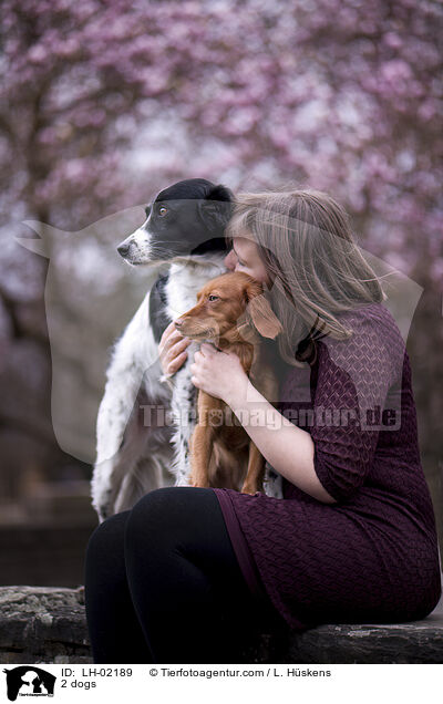 2 Hunde / 2 dogs / LH-02189