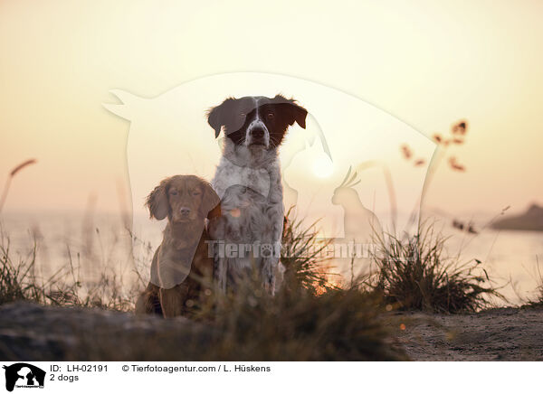 2 Hunde / 2 dogs / LH-02191