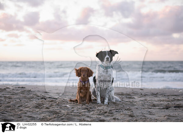 2 Hunde / 2 dogs / LH-02255