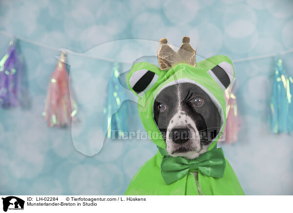 Mnsterlnder-Bretone im Studio / Munsterlander-Breton in Studio / LH-02284