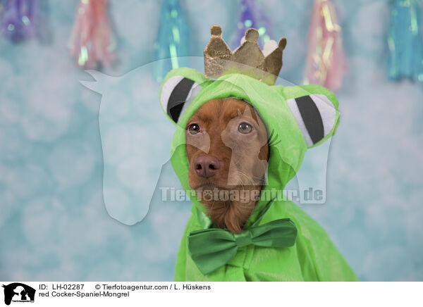 roter Cocker-Spaniel-Mischling / red Cocker-Spaniel-Mongrel / LH-02287