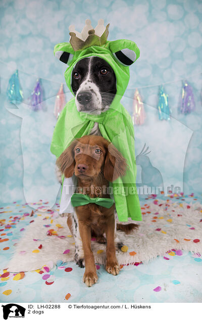 2 Hunde / 2 dogs / LH-02288