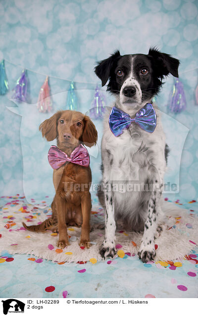 2 Hunde / 2 dogs / LH-02289