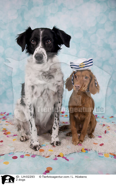 2 Hunde / 2 dogs / LH-02293