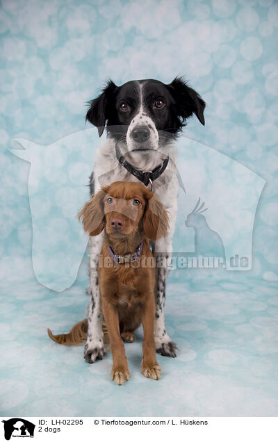 2 Hunde / 2 dogs / LH-02295