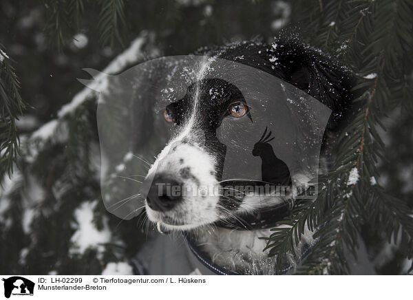 Mnsterlnder-Bretone / Munsterlander-Breton / LH-02299