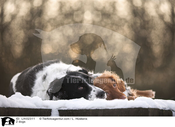 2 Hunde / 2 dogs / LH-02311