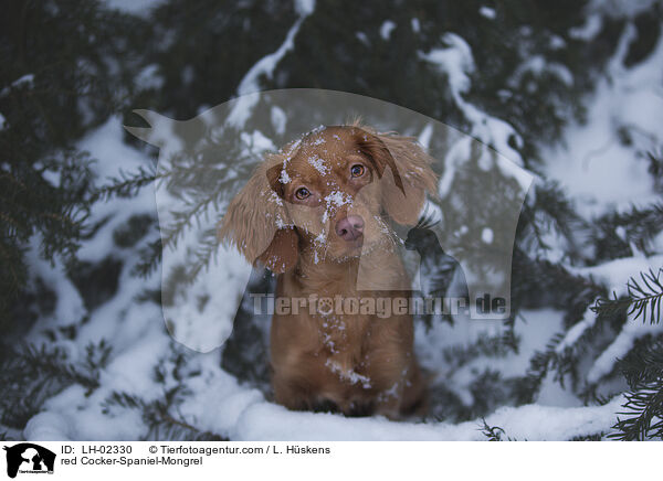 roter Cocker-Spaniel-Mischling / red Cocker-Spaniel-Mongrel / LH-02330