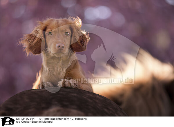 red Cocker-Spaniel-Mongrel / LH-02344