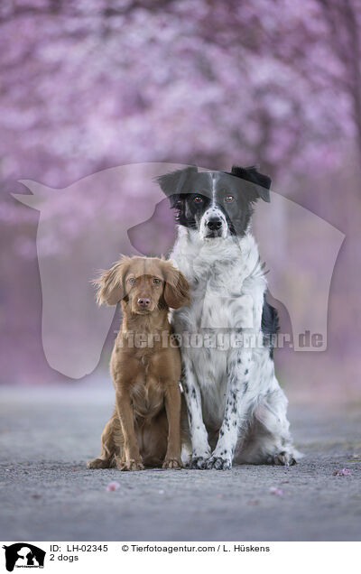 2 Hunde / 2 dogs / LH-02345