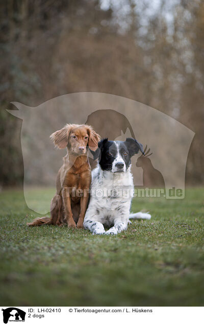 2 Hunde / 2 dogs / LH-02410