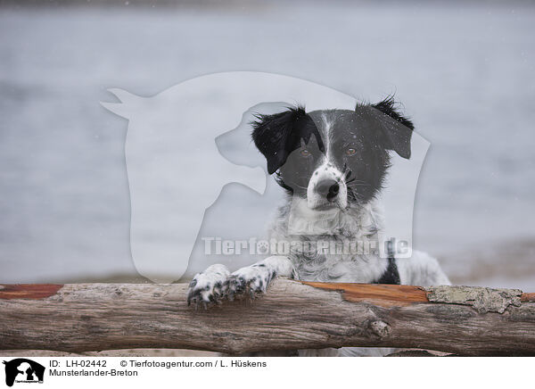 Mnsterlnder-Bretone / Munsterlander-Breton / LH-02442
