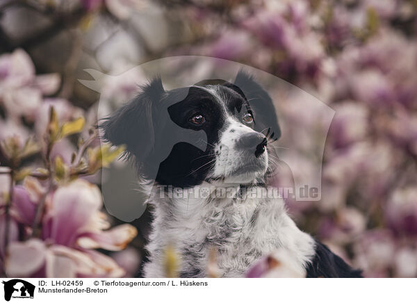 Mnsterlnder-Bretone / Munsterlander-Breton / LH-02459