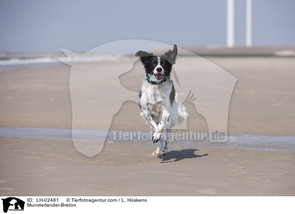 Mnsterlnder-Bretone / Munsterlander-Breton / LH-02481