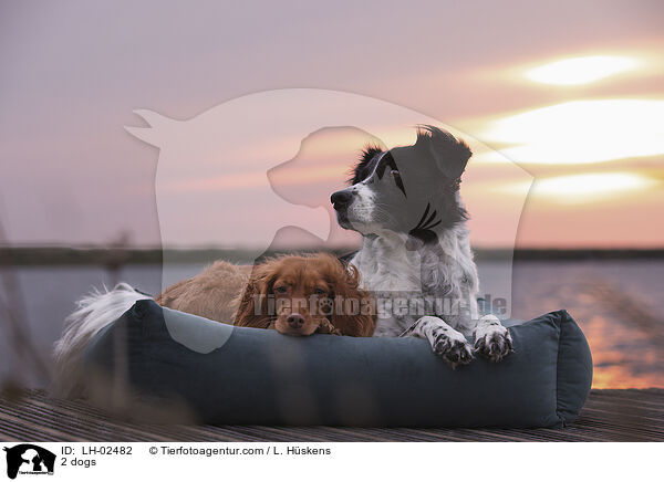 2 Hunde / 2 dogs / LH-02482