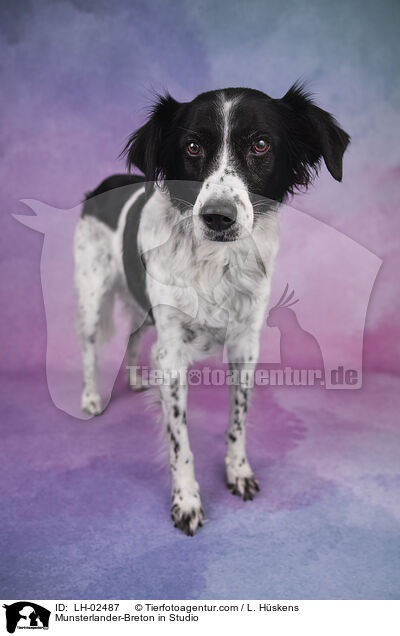 Mnsterlnder-Bretone im Studio / Munsterlander-Breton in Studio / LH-02487