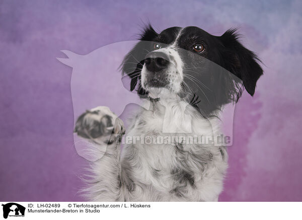 Mnsterlnder-Bretone im Studio / Munsterlander-Breton in Studio / LH-02489