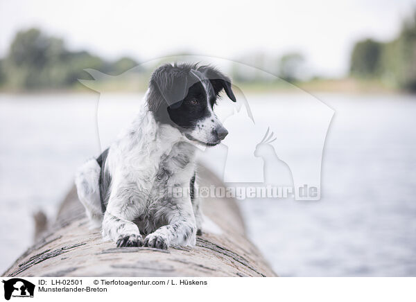 Mnsterlnder-Bretone / Munsterlander-Breton / LH-02501