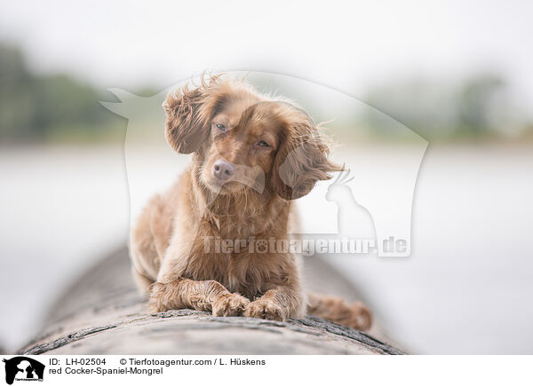 roter Cocker-Spaniel-Mischling / red Cocker-Spaniel-Mongrel / LH-02504