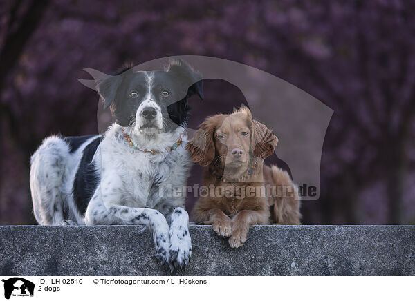 2 Hunde / 2 dogs / LH-02510