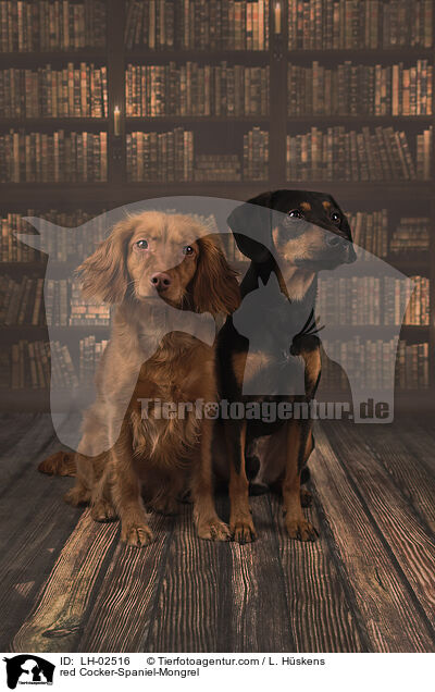 roter Cocker-Spaniel-Mischling / red Cocker-Spaniel-Mongrel / LH-02516