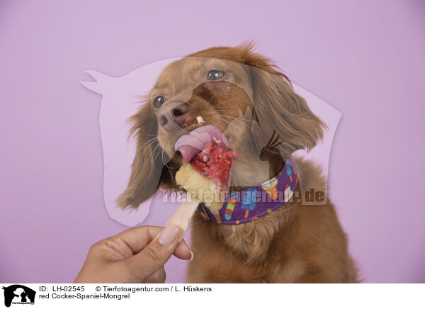 roter Cocker-Spaniel-Mischling / red Cocker-Spaniel-Mongrel / LH-02545