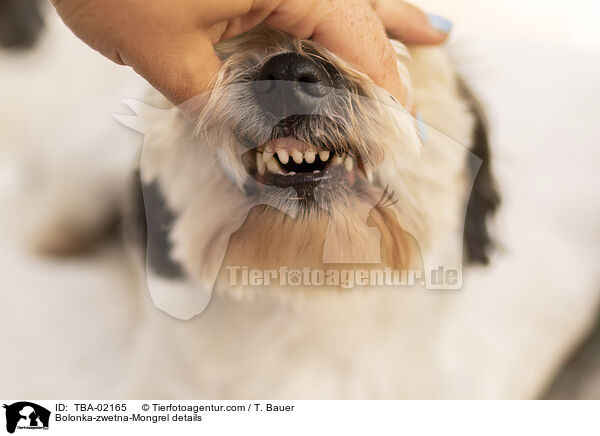 Bolonka-zwetna-Mongrel details / TBA-02165