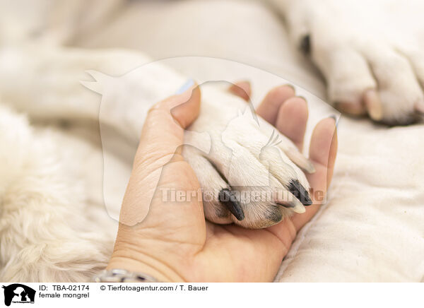 Mix Hndin / female mongrel / TBA-02174
