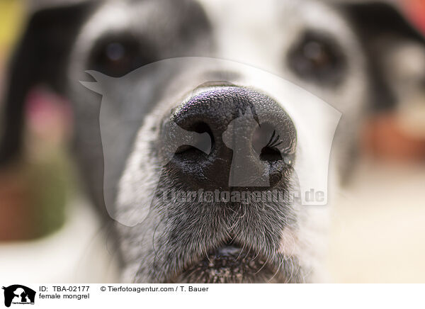 Mix Hndin / female mongrel / TBA-02177