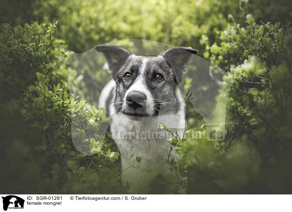 Mix Hndin / female mongrel / SGR-01281