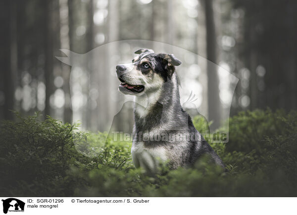 Mischling Rde / male mongrel / SGR-01296