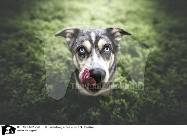 Mischling Rde / male mongrel / SGR-01298
