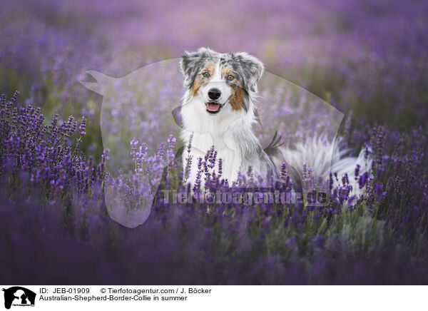Australian-Shepherd-Border-Collie im Sommer / Australian-Shepherd-Border-Collie in summer / JEB-01909