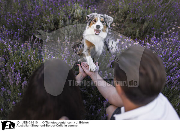 Australian-Shepherd-Border-Collie im Sommer / Australian-Shepherd-Border-Collie in summer / JEB-01910