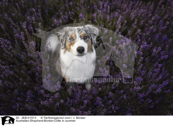 Australian-Shepherd-Border-Collie im Sommer / Australian-Shepherd-Border-Collie in summer / JEB-01913
