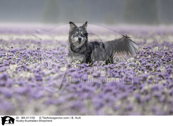 Husky-Australian-Shepherd / Husky-Australian-Shepherd / BK-01109