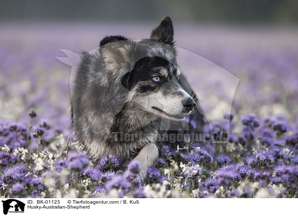 Husky-Australian-Shepherd / Husky-Australian-Shepherd / BK-01123