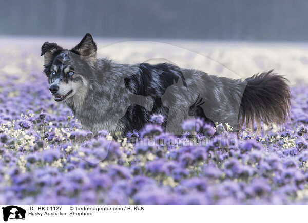 Husky-Australian-Shepherd / Husky-Australian-Shepherd / BK-01127