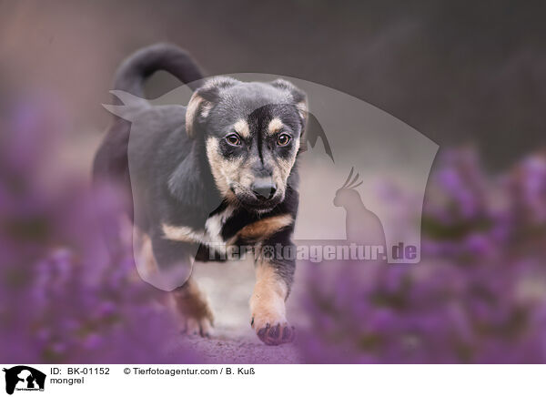 Mischling / mongrel / BK-01152