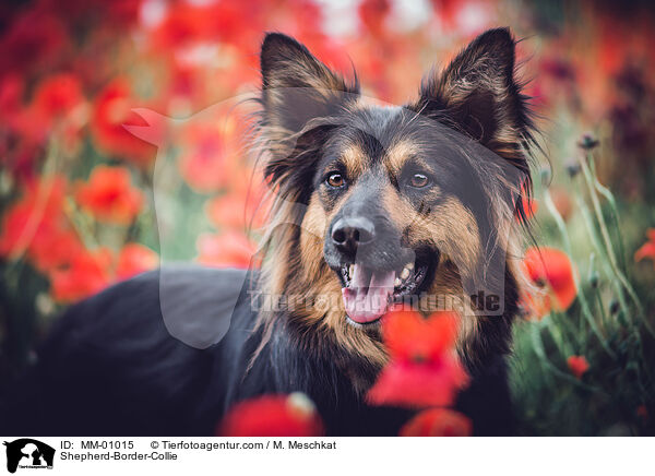 Schferhund-Border-Collie / Shepherd-Border-Collie / MM-01015