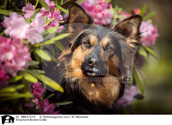 Schferhund-Border-Collie / Shepherd-Border-Collie / MM-01019