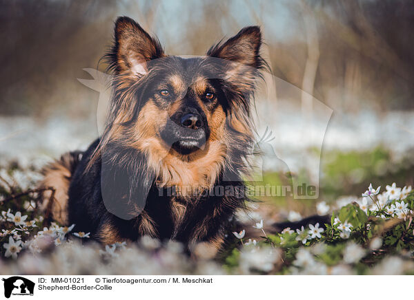 Schferhund-Border-Collie / Shepherd-Border-Collie / MM-01021