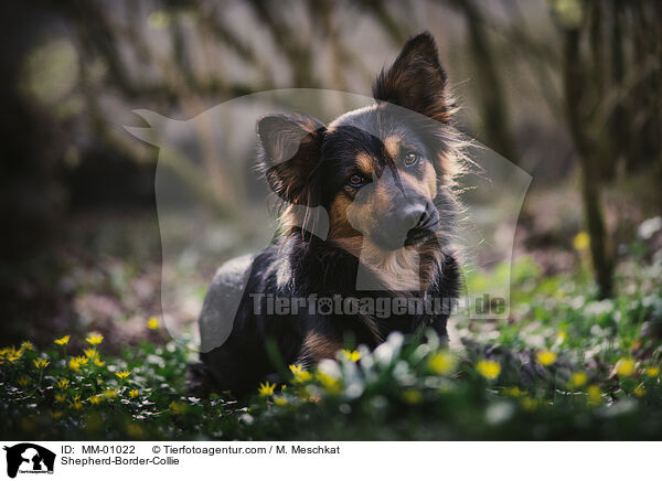 Schferhund-Border-Collie / Shepherd-Border-Collie / MM-01022