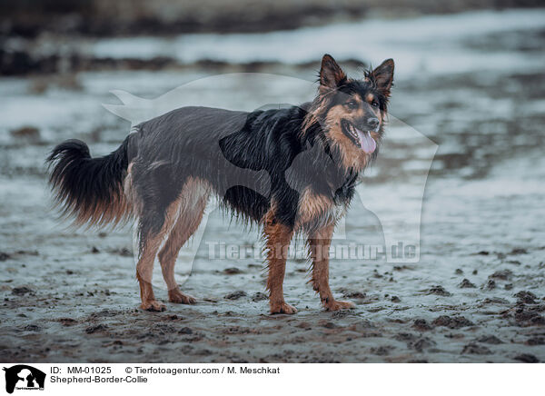 Schferhund-Border-Collie / Shepherd-Border-Collie / MM-01025