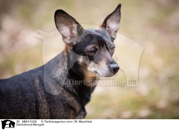 Dackel-Mischling / Dachshund-Mongrel / MM-01028