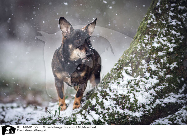 Dackel-Mischling / Dachshund-Mongrel / MM-01029