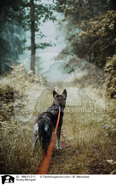 Husky-Mischling / Husky-Mongrel / MM-01211